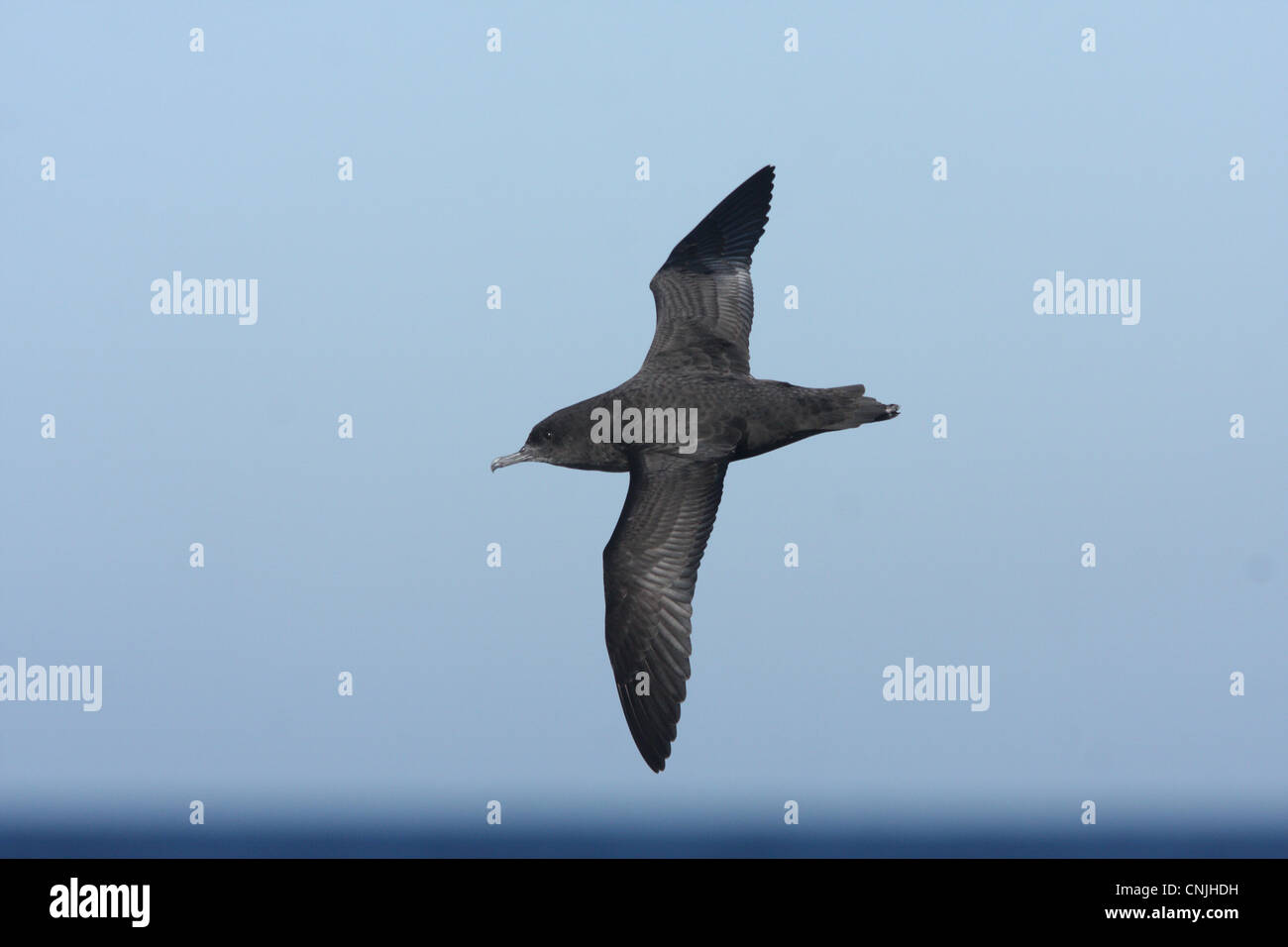 Sooty Shearwater (Puffinus griseus) adult, in flight offshore over sea, Mar de Plata, Buenos Aires, Argentina, july Stock Photo