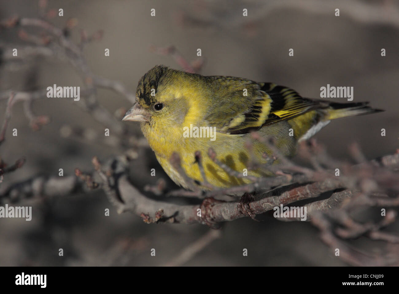 Black-chinned Siskin (Carduelis barbata) immature male, perched on twig, Ushuaia, Tierra del Fuego, Argentina, august Stock Photo