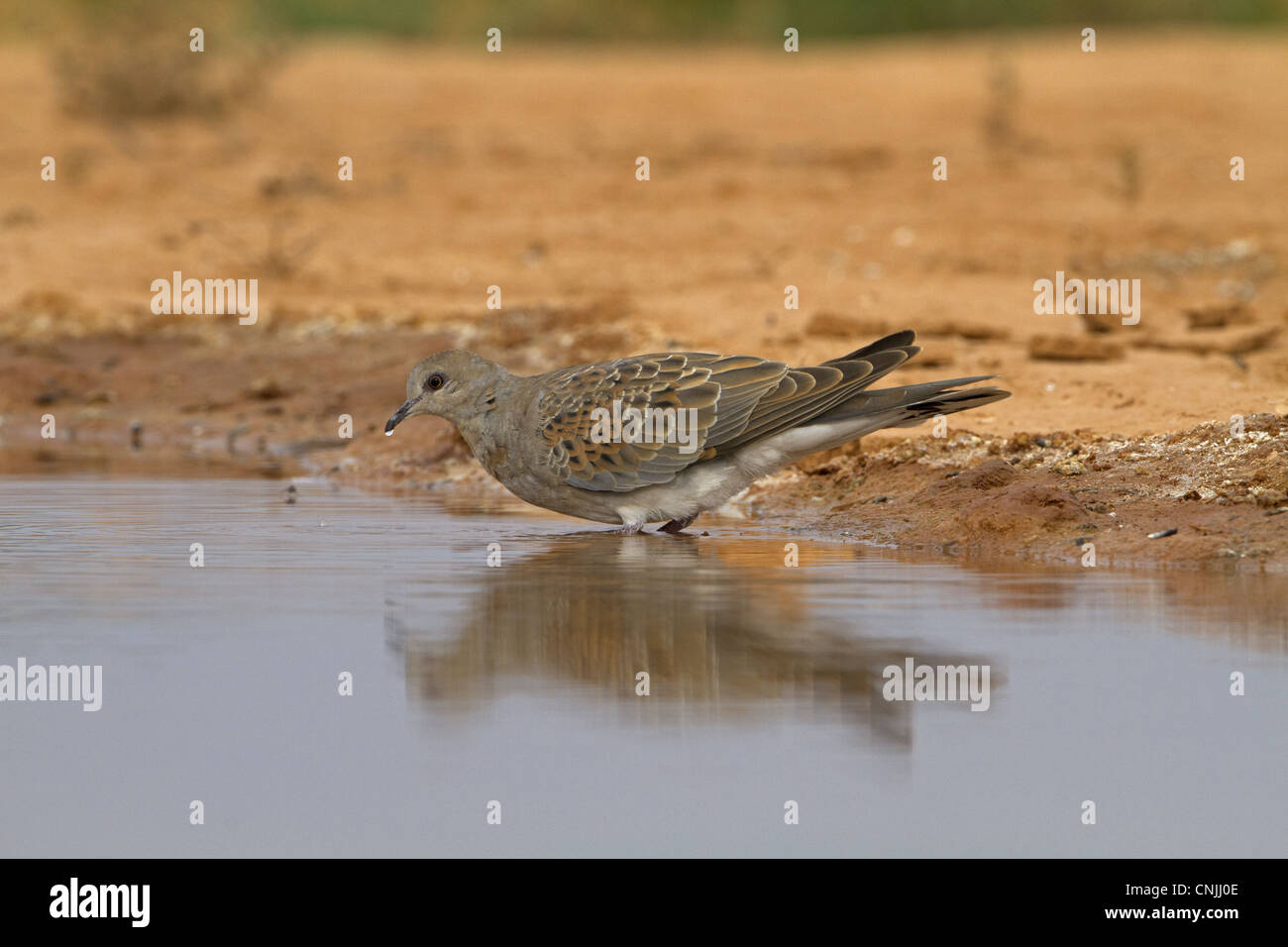 Eurasian Turtle-dove (Streptopelia turtur) juvenile, drinking at pool, Aragon, Spain, july Stock Photo