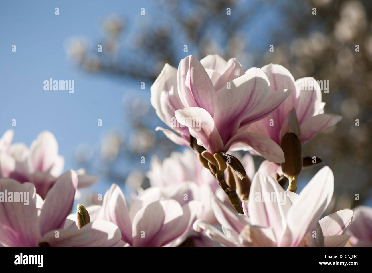 Magnolia x soulangeana 'Alexandrina', Saucer Magnolia 'Alexandrina' in