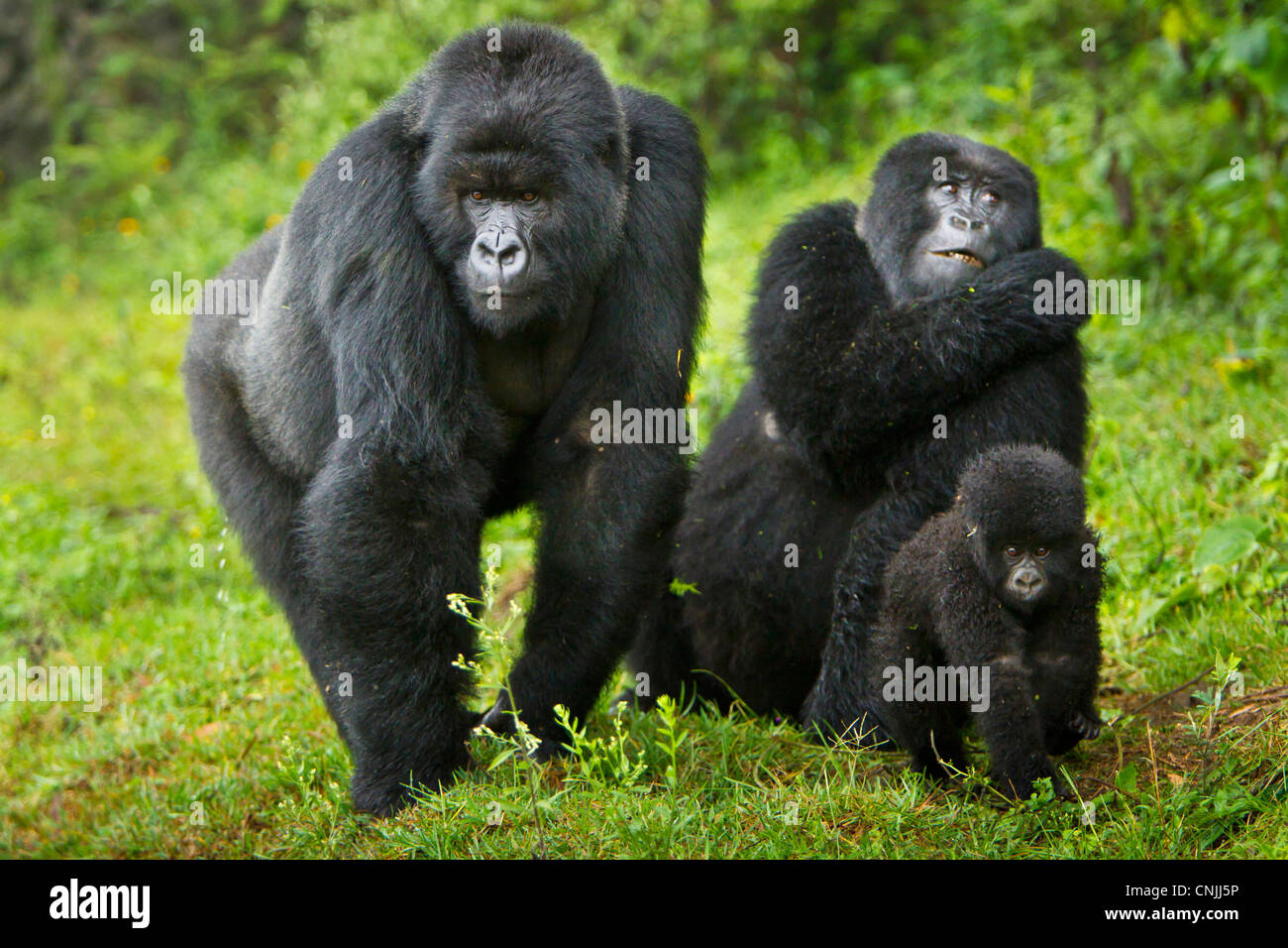 Blackback Gorilla High Resolution Stock Photography And Images Alamy