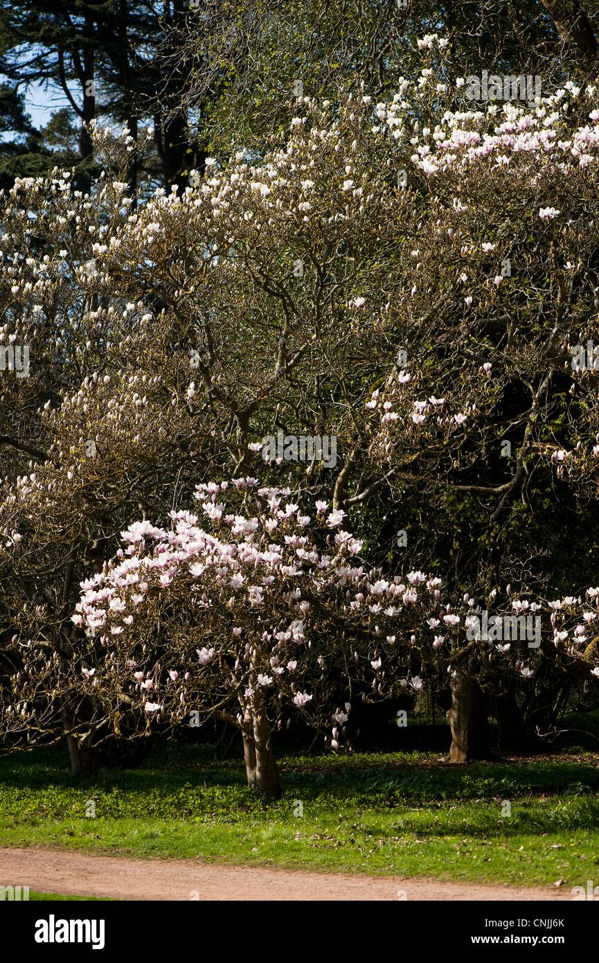 Magnolia x soulangeana 'Alexandrina', Saucer Magnolia 'Alexandrina' in