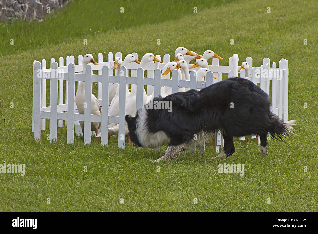 Domestic Duck, Indian Runner Duck, flock, herded into small pen by