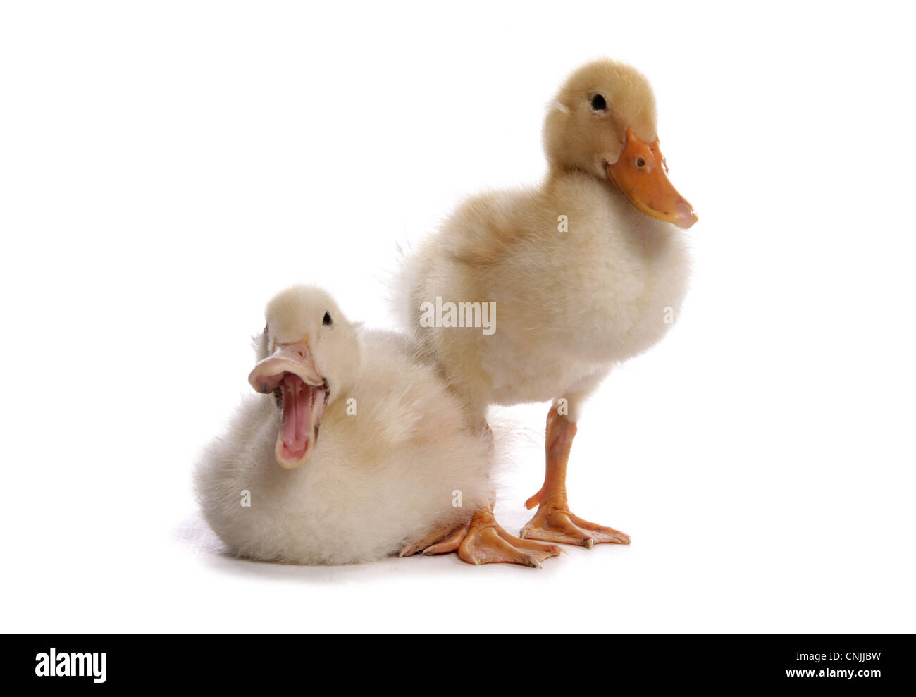 Domestic Duck, Aylesbury, two ducklings, calling, sitting and standing Stock Photo