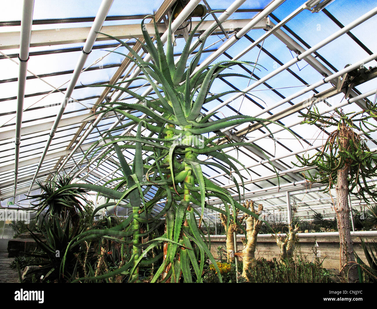 East Africa Aloe Volkensii Liliaceae in dry greenhouse in Botanic Botanical garden Munich Germany Stock Photo