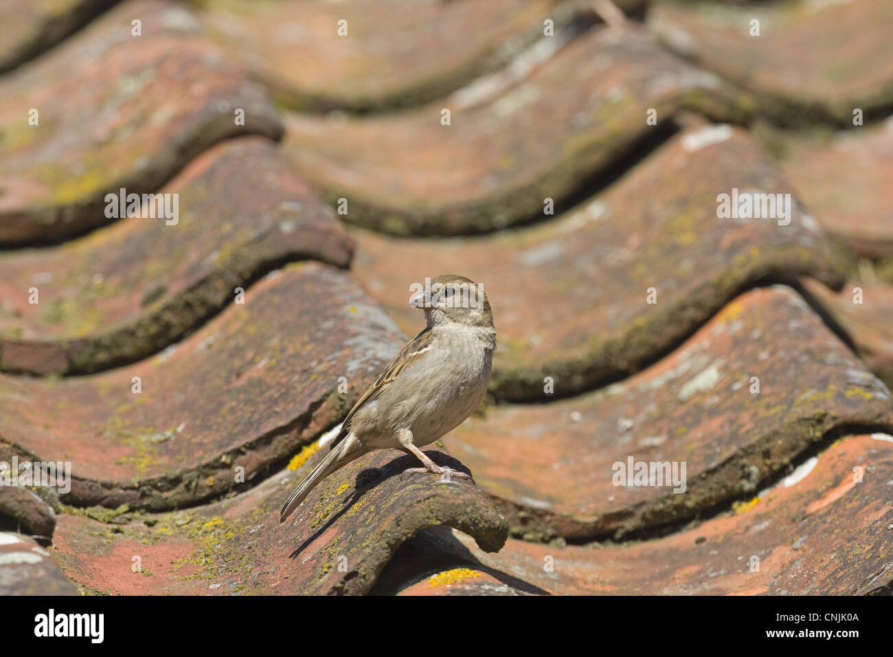 House Sparrow (Passer domesticus) adult female, standing on tiled roof, Norfolk, England, june Stock Photo