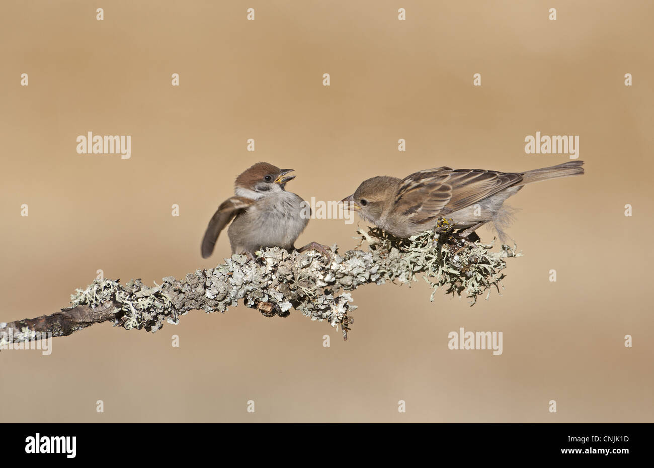 House Sparrow Passer domesticus adult female showing aggression towards Eurasian Tree Sparrow Passer montanus juvenile perched Stock Photo