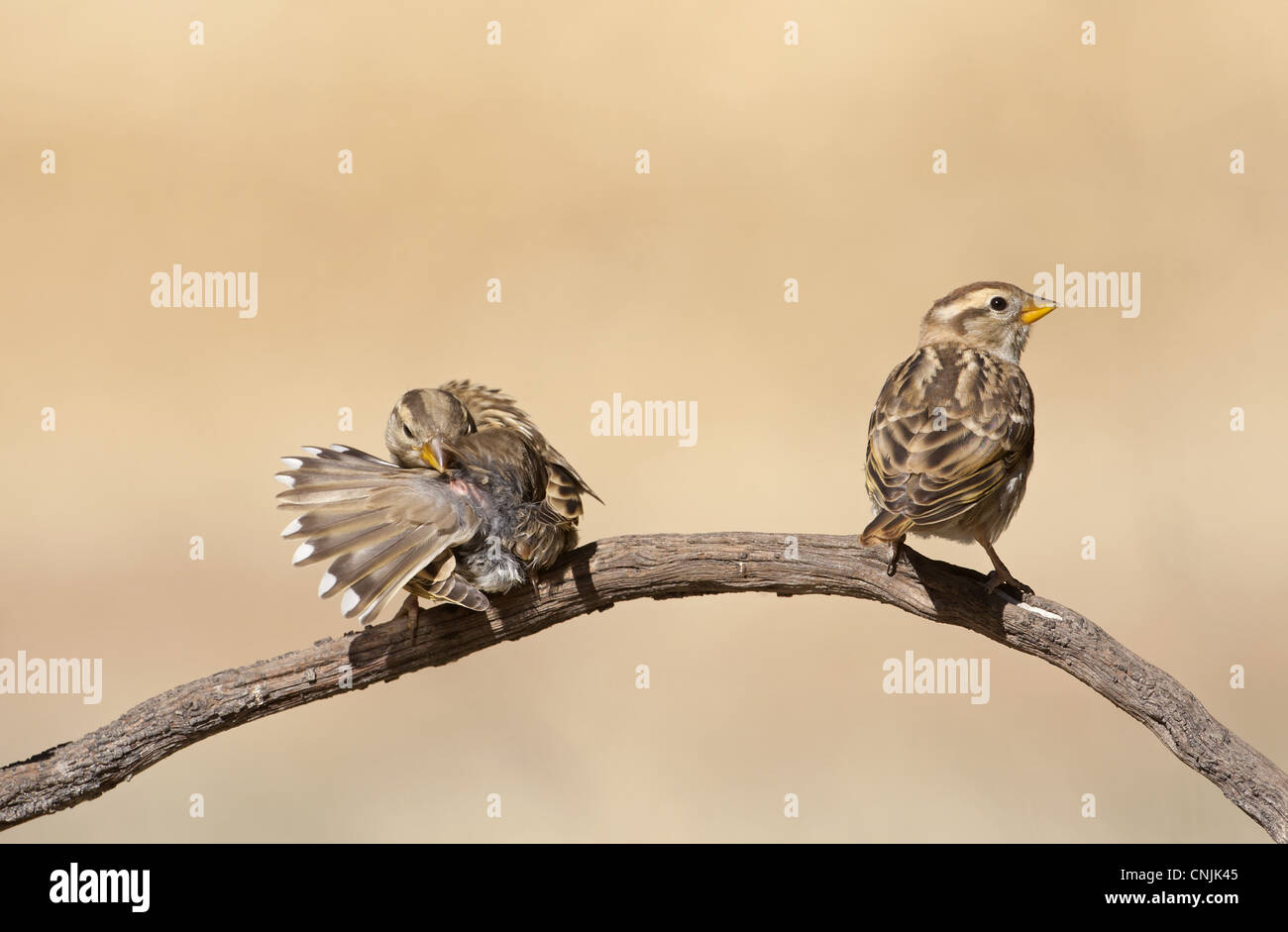 Rock Sparrow (Petronia petronia) two juveniles, perched and preening on twig, Northern Spain, july Stock Photo