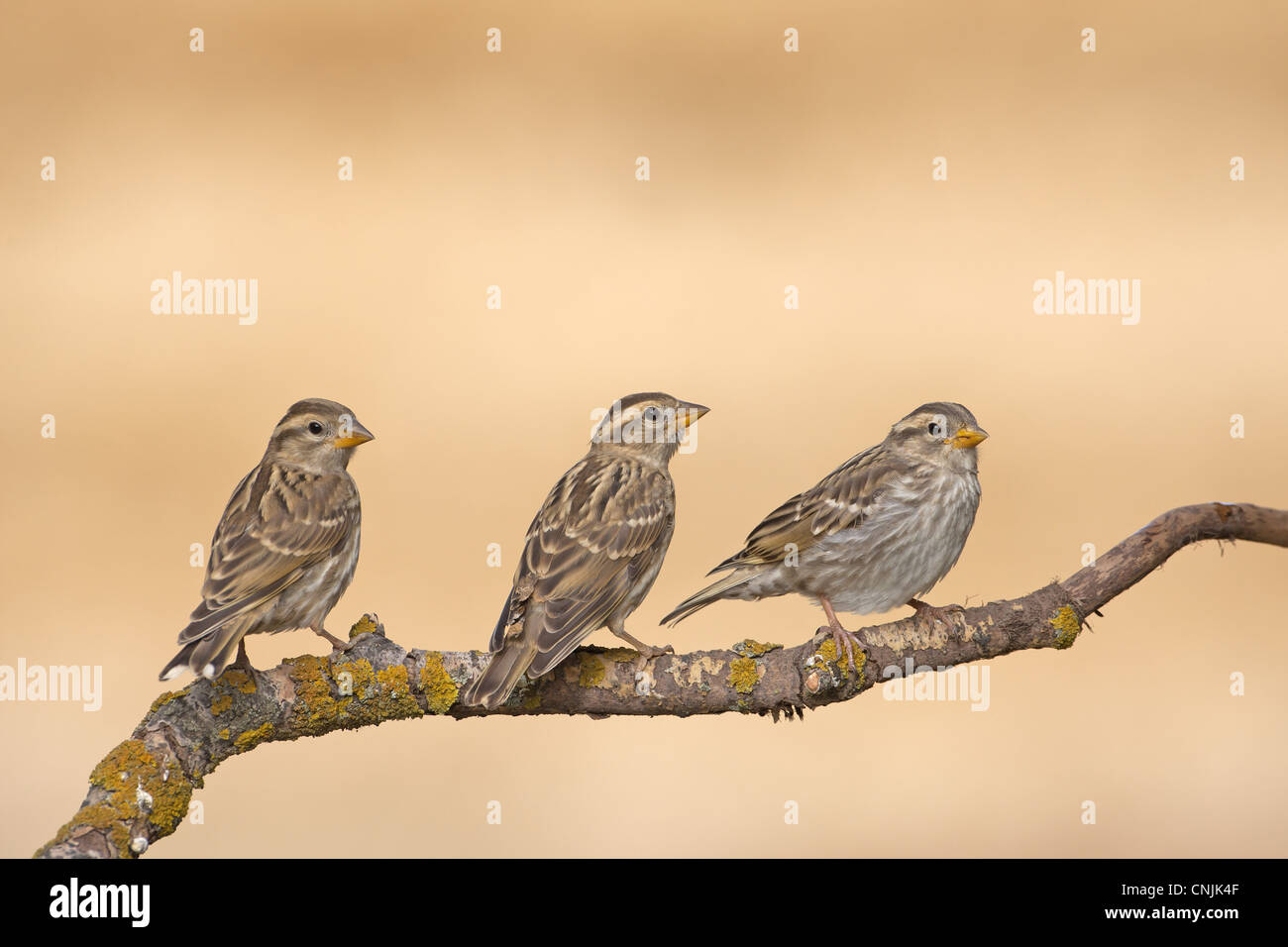 Rock Sparrow (Petronia petronia) three juveniles, perched on twig, Northern Spain, july Stock Photo