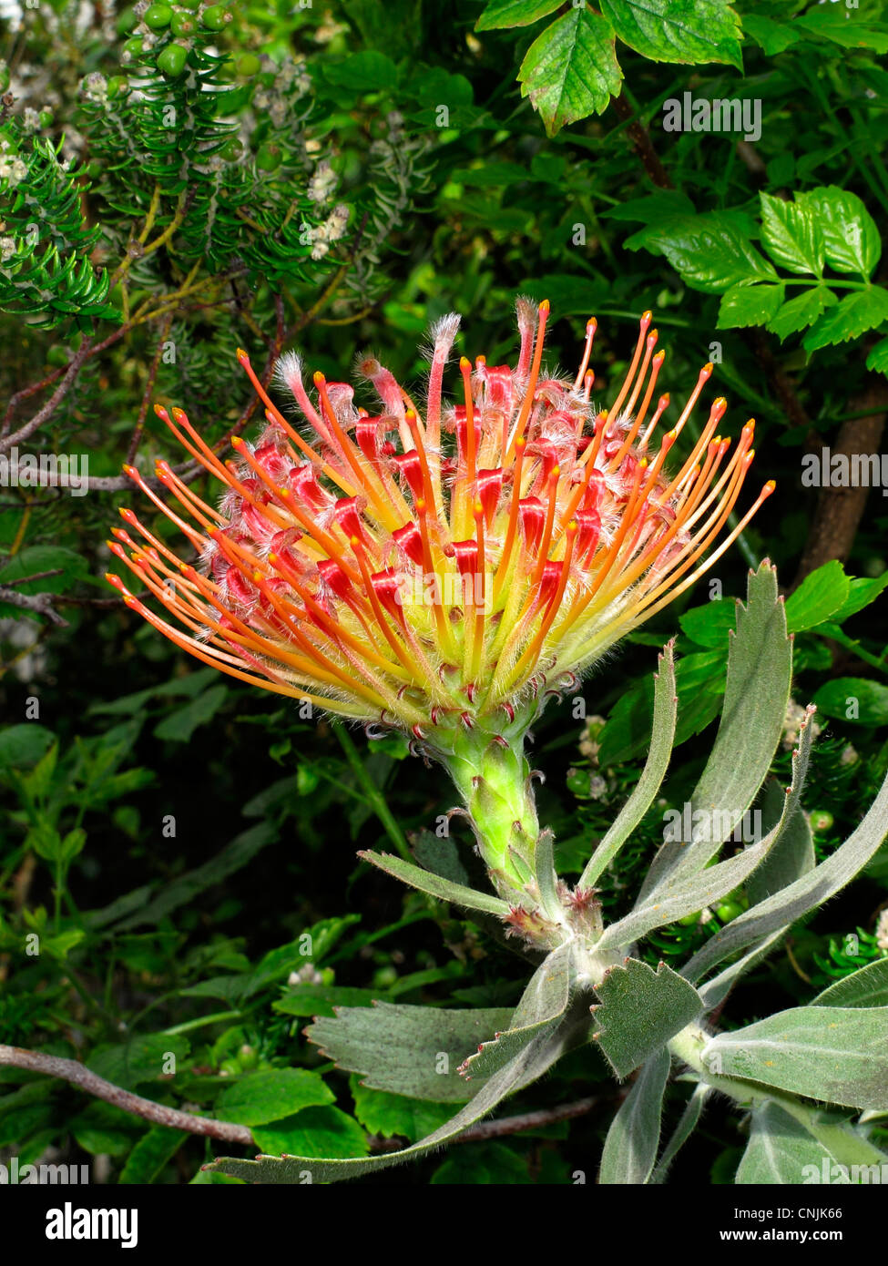 South Africa Protea flower Pincushion Leucospermum Cordifolium in