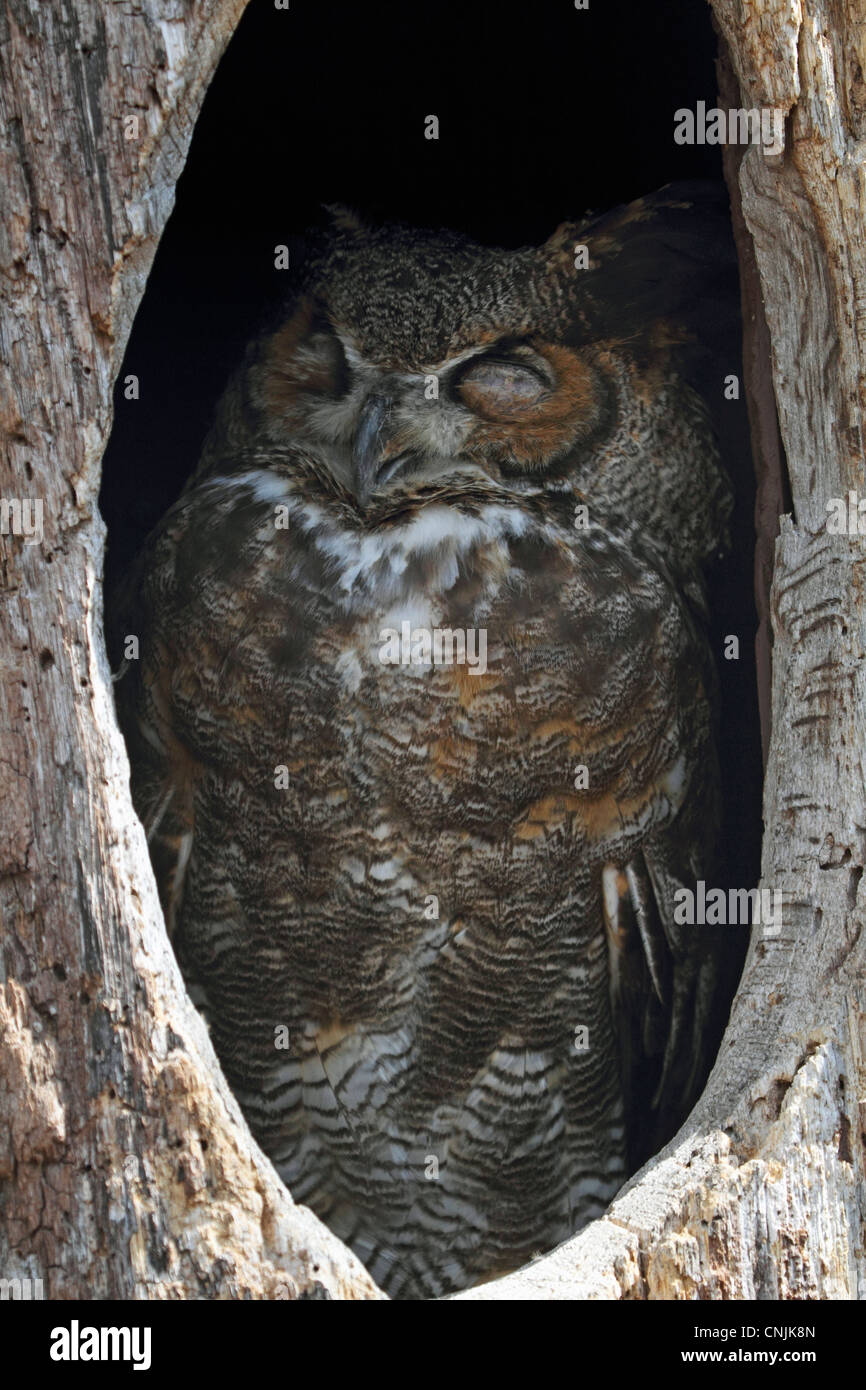 A Great Horned Owl, Bubo virginianus, sleeping in its tree hollow. Turtleback Zoo, West Orange, New Jersey, USA Stock Photo