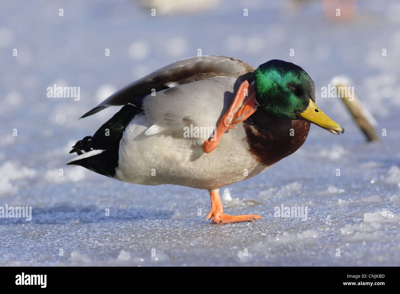 Mallard Duck (Anas platyrhynchos) adult male, scratching head with foot