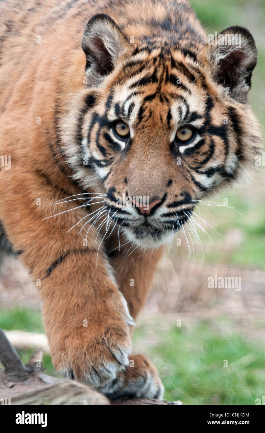 Male Sumatran tiger cub Stock Photo - Alamy