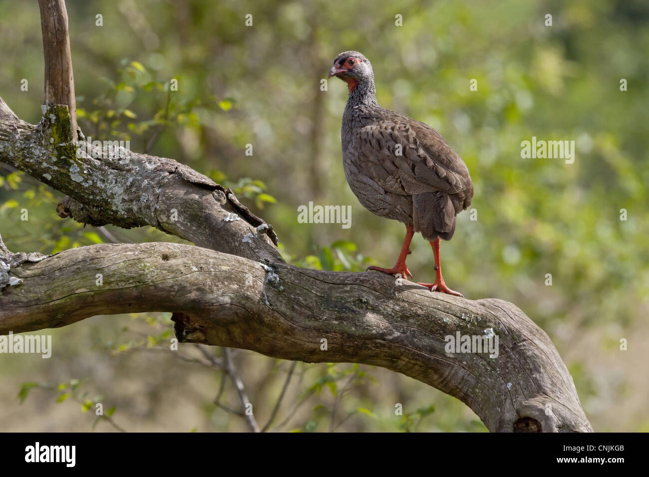 Red-necked Spurfowl (Francolinus afer) adult, standing in tree, Lake Mburo N.P., Uganda Stock Photo