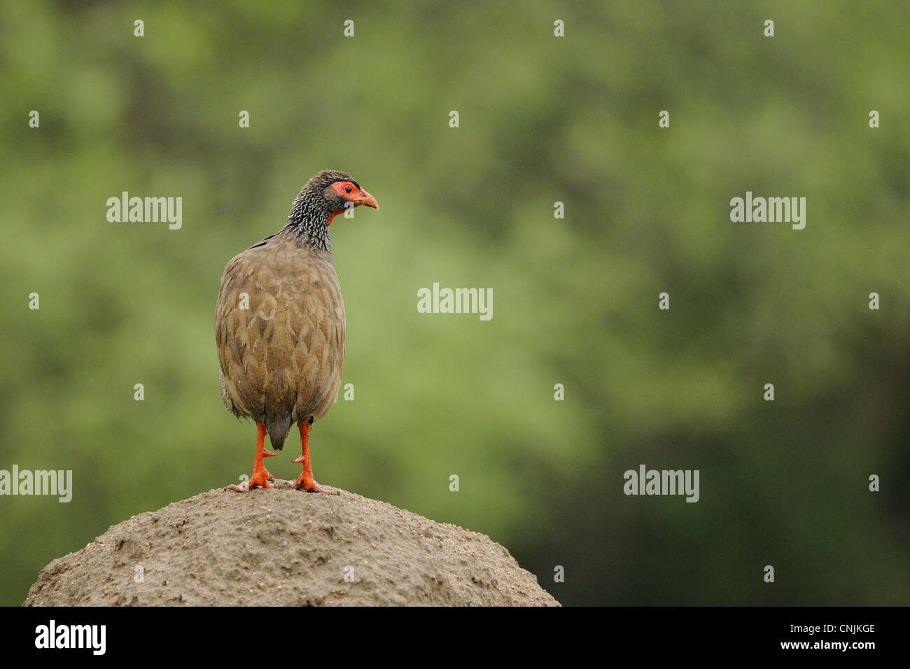 Red-necked Spurfowl (Pternistis afer) adult, standing on mound, Ruaha N.P., Tanzania Stock Photo
