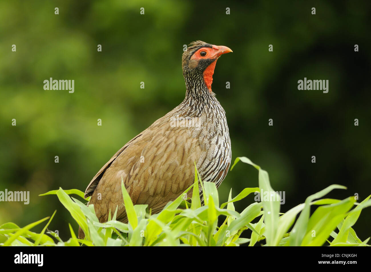 Red-necked Spurfowl (Pternistis afer) adult, amongst vegetation, Ruaha N.P., Tanzania Stock Photo