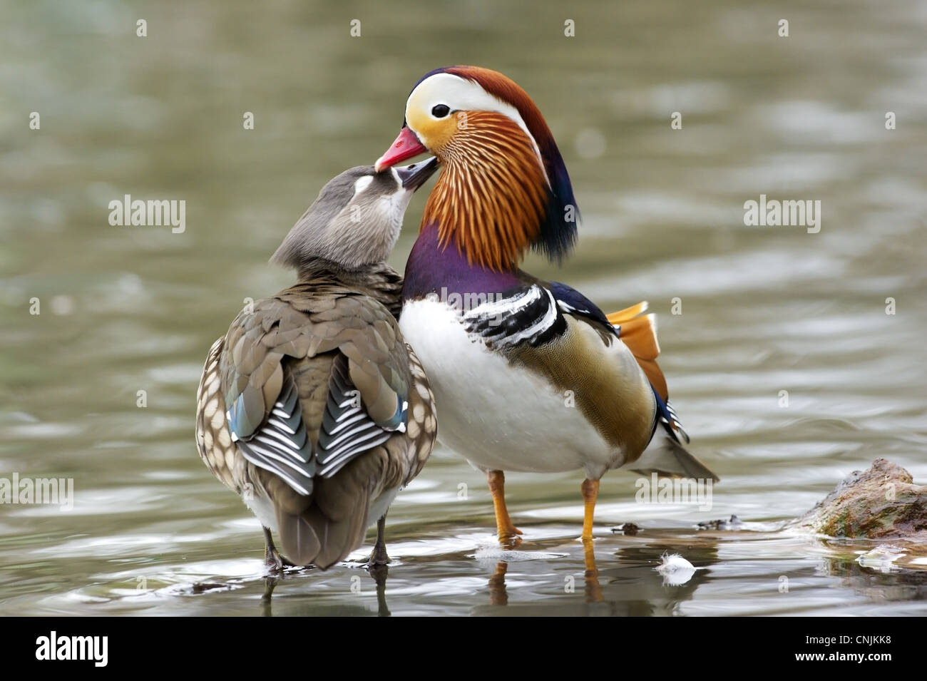Mandarin Duck (Aix galericulata) introduced species, adult pair, mutual