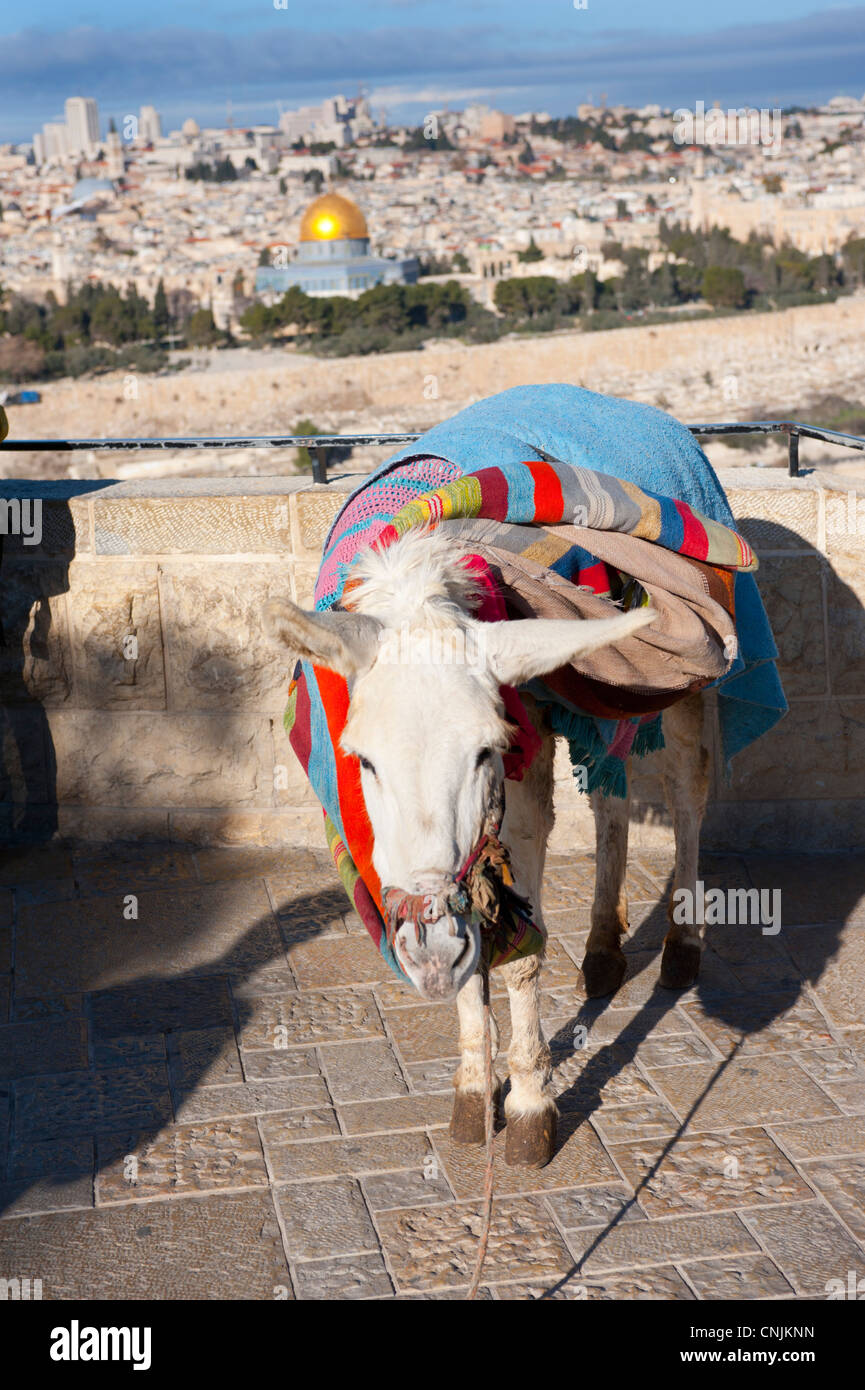 Middle East Israel Jerusalem Mount of Olives donkey with blankets view of the old city and the Dome of the Rock Stock Photo