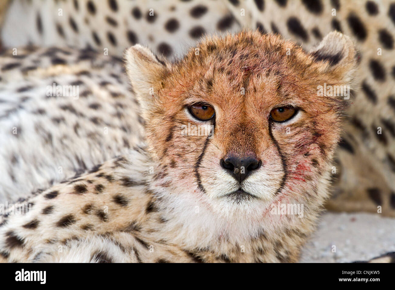 A young cheetah with blood-covered face lies back against its mother in
