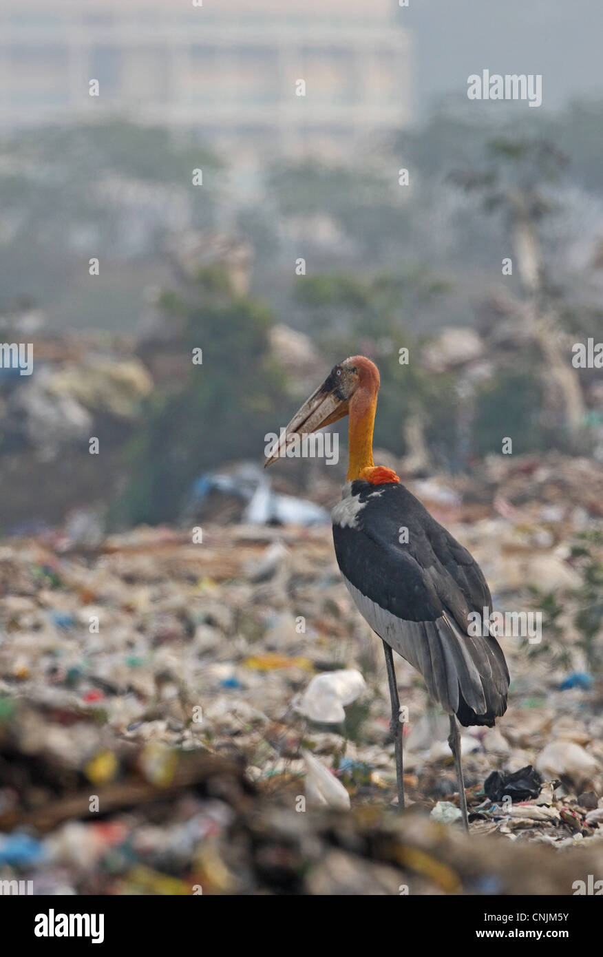 Greater Adjutant (Leptoptilos dubius) adult, scavenging on rubbish dump, Guwahati, Assam, India, january Stock Photo
