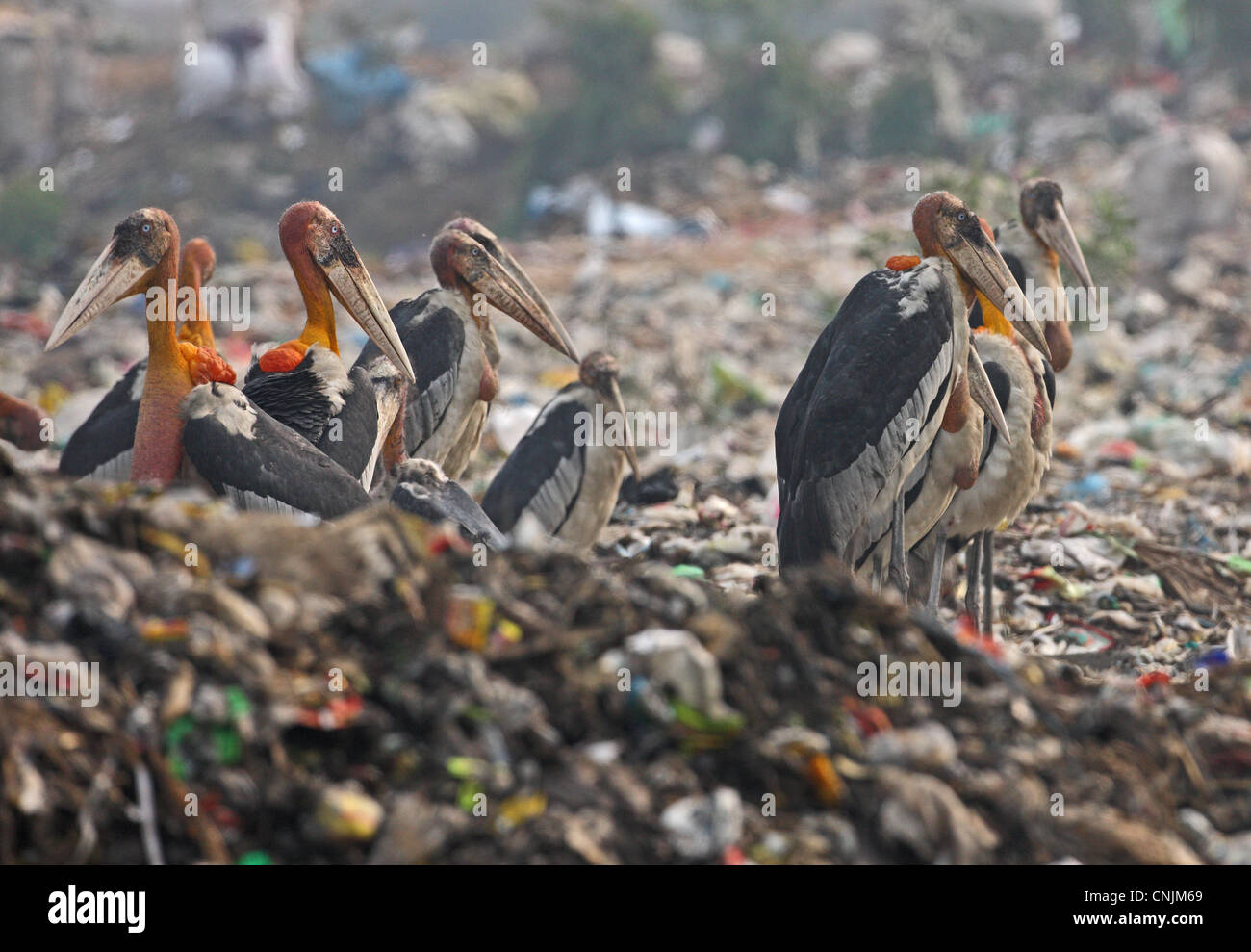 Greater Adjutant (Leptoptilos dubius) adults, flock scavenging on rubbish dump, Guwahati, Assam, India, january Stock Photo