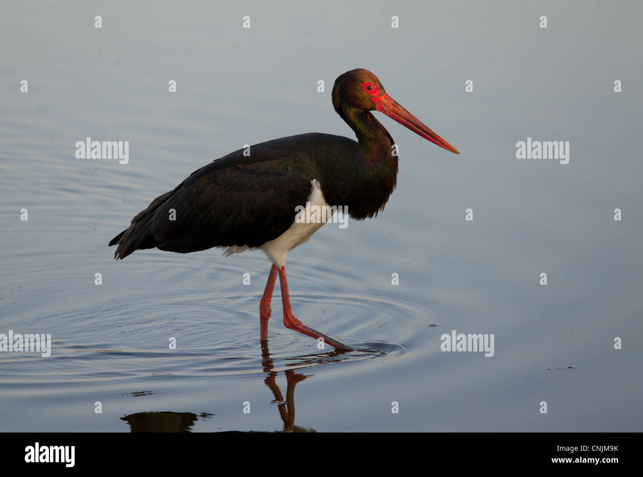 Black Stork (Ciconia nigra) adult, feeding in shallow lagoon, on spring migration, West Lesvos, Greece, march Stock Photo