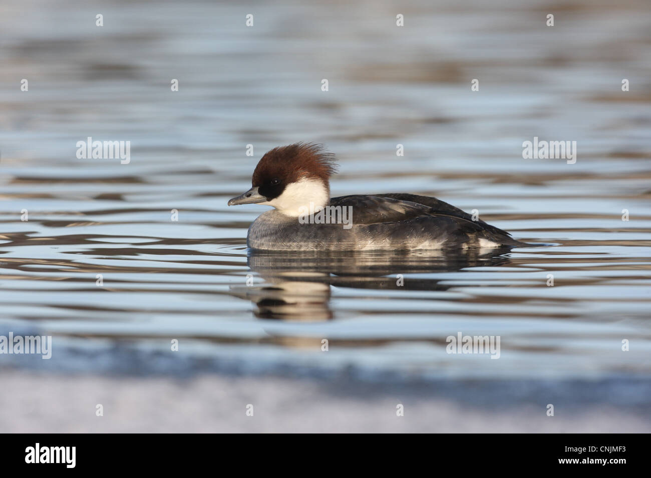 Smew (Mergellus albellus) adult female, swimming, Lothian, Scotland, december Stock Photo