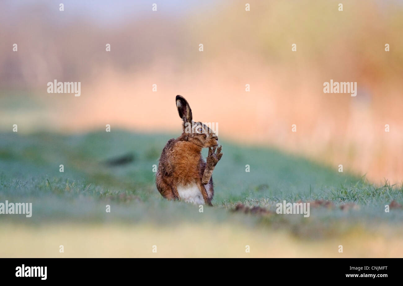 Hare (Lepus europaeus) sitting on frosted grass, cleaning it's toes. Stock Photo