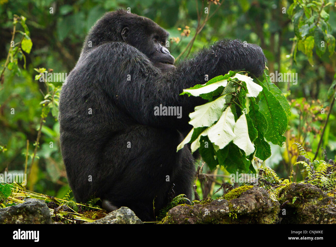 Blackback Gorilla High Resolution Stock Photography And Images Alamy