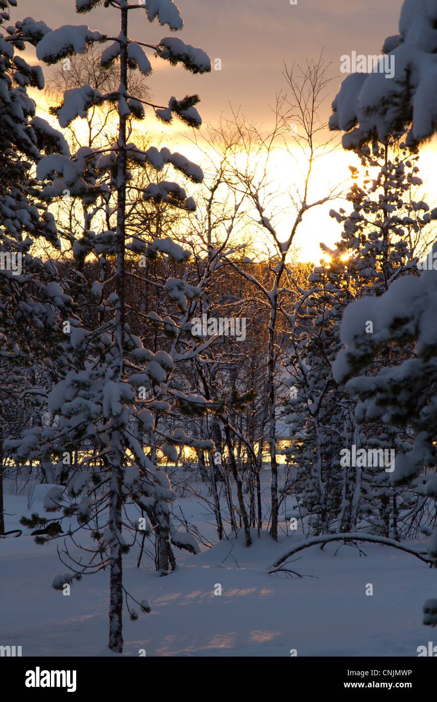 Christmas Scene, Sunset through the forest, in snow. Stock Photo