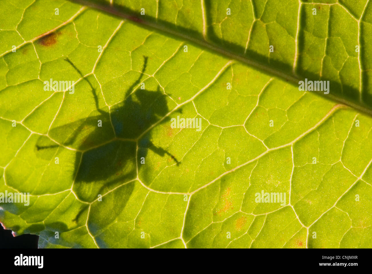 Silhouette of a fly on a leaf of Broad-leaved Dock (Rumex obtusifolius). Stock Photo