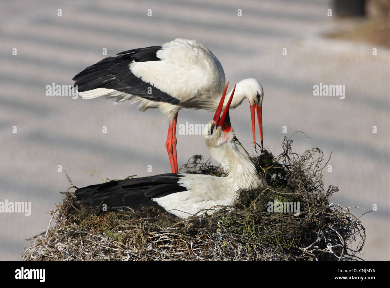 White Stork (Ciconia ciconia) adult pair, displaying at nest in city, Faro, Algarve, Portugal, april Stock Photo