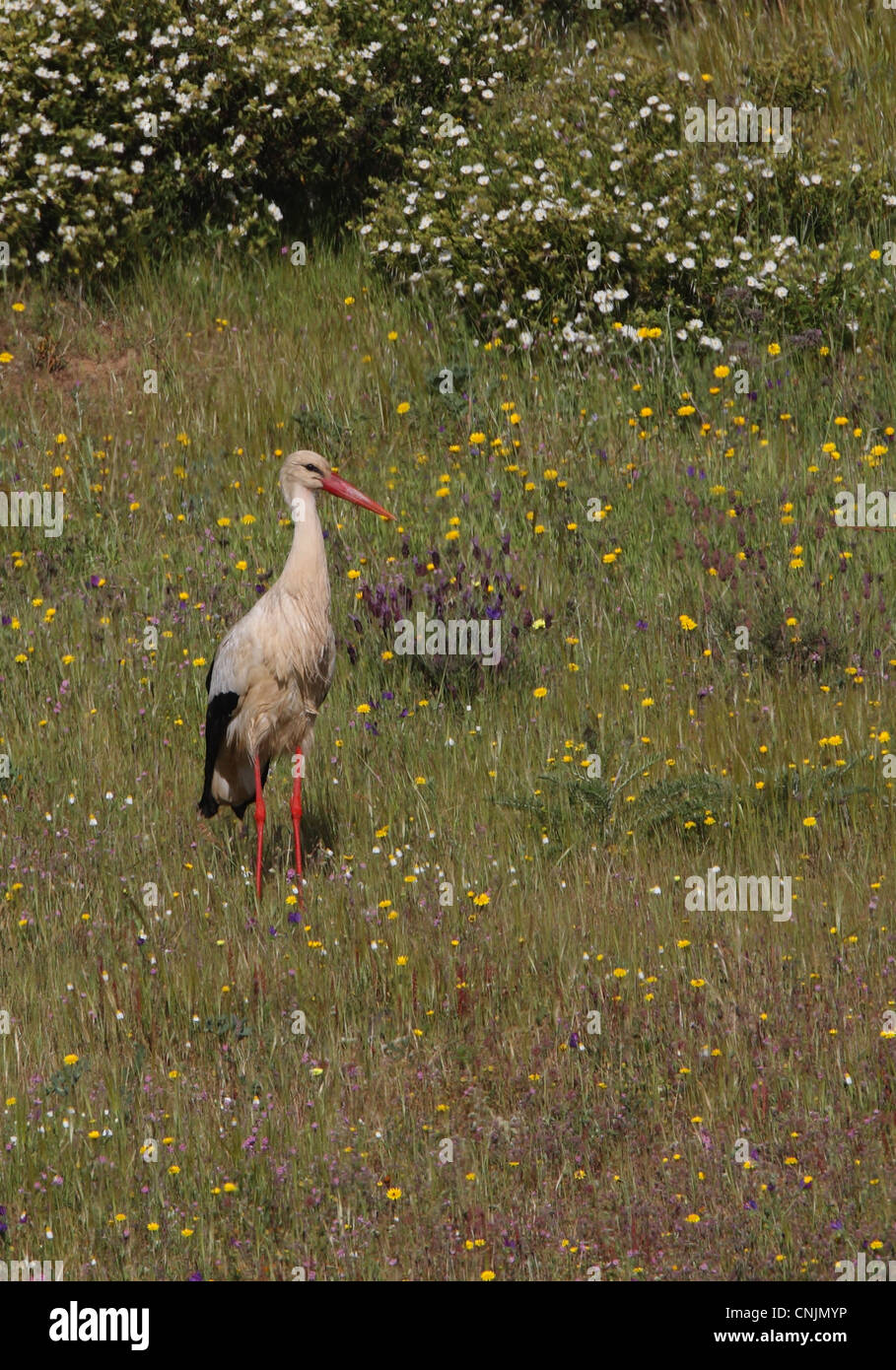 White Stork (Ciconia ciconia) adult, foraging in flowering meadow, Castro Marim Marshes, Algarve, Portugal, april Stock Photo