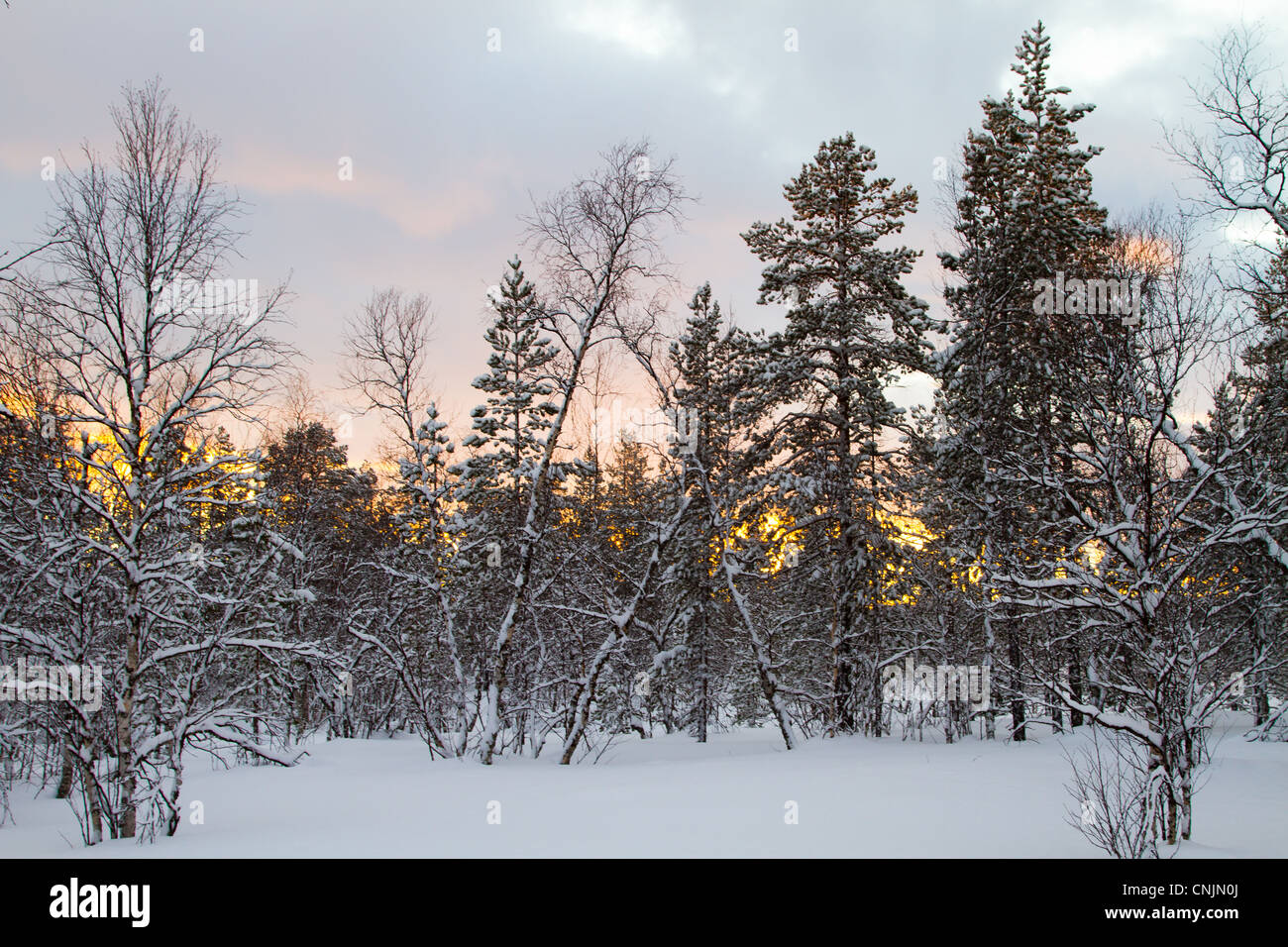 Sunset through the forest in Lapland, Northern Finland.  Christmas Scene Stock Photo