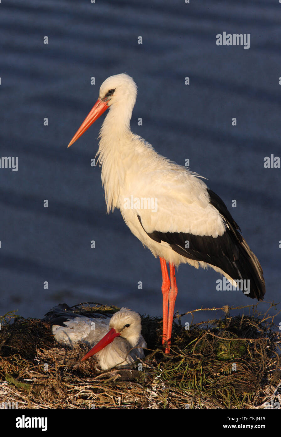 White Stork (Ciconia ciconia) adult pair, at nest in city, Faro, Algarve, Portugal, april Stock Photo