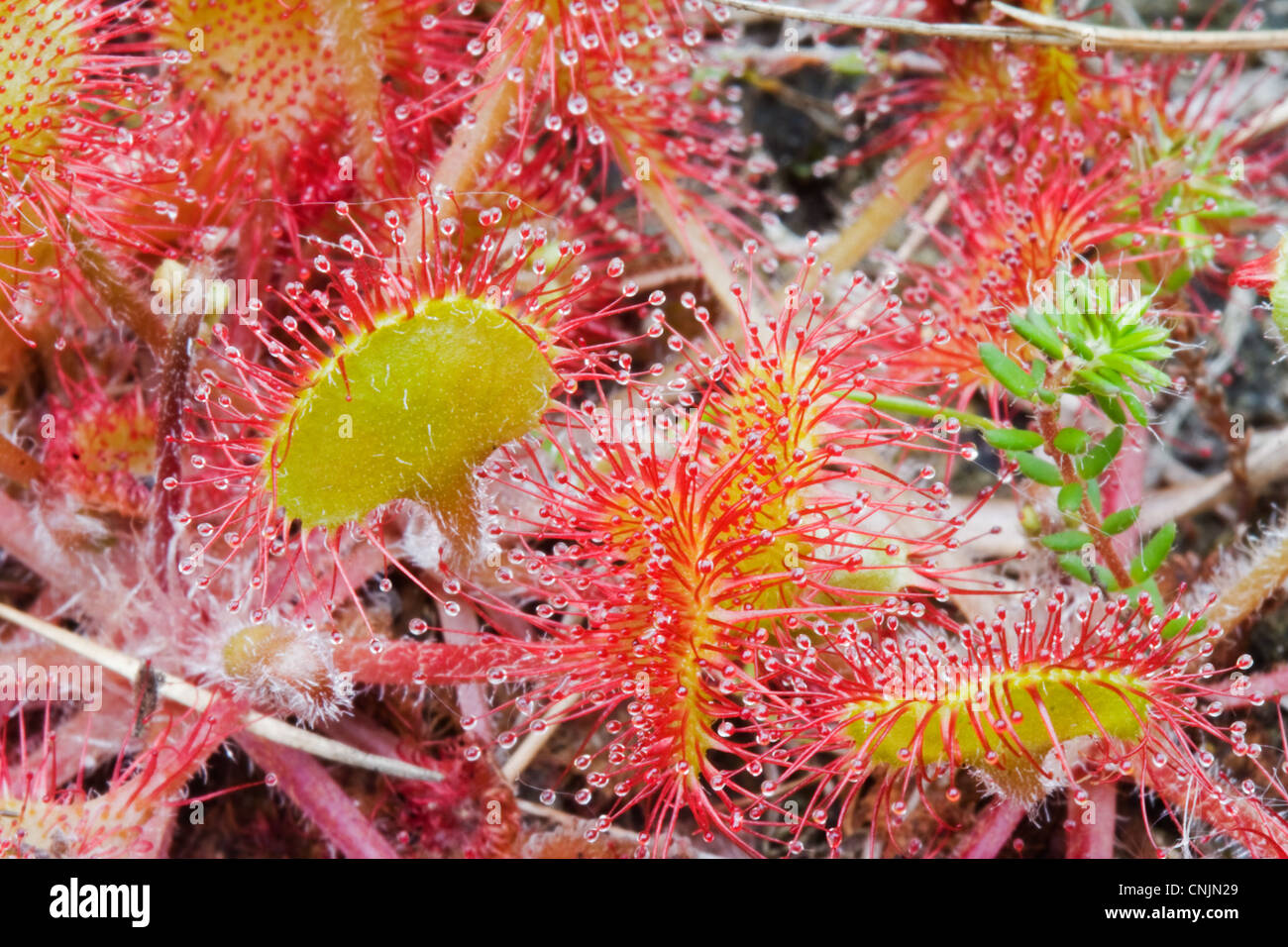The sticky leaves of Roud-leaved Sundew, a carnivorous plant Stock Photo