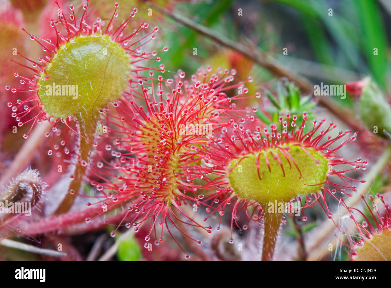 The sticky leaves of Roud-leaved Sundew, a carnivorous plant Stock Photo