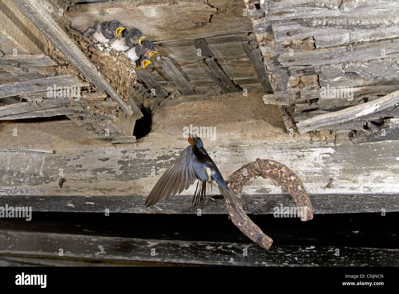 Barn Swallow (Hirundo rustica) adult, in flight, returning to feed begging chicks on nest in barn, England, july Stock Photo