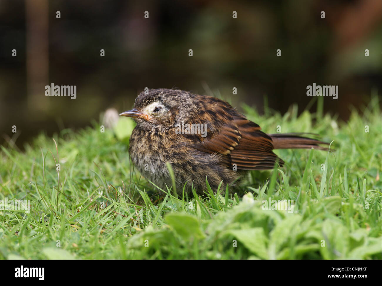 Dunnock (Prunella modularis) immature, with diseased skin around eye, standing on grass, Norfolk, England, august Stock Photo