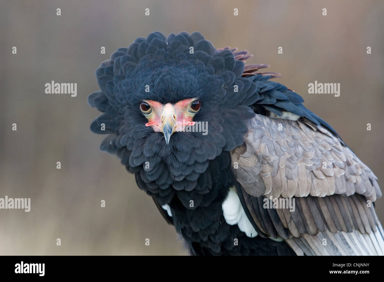 Bateleur Eagle (Terathopius ecaudatus) adult, close-up of head (captive) Stock Photo