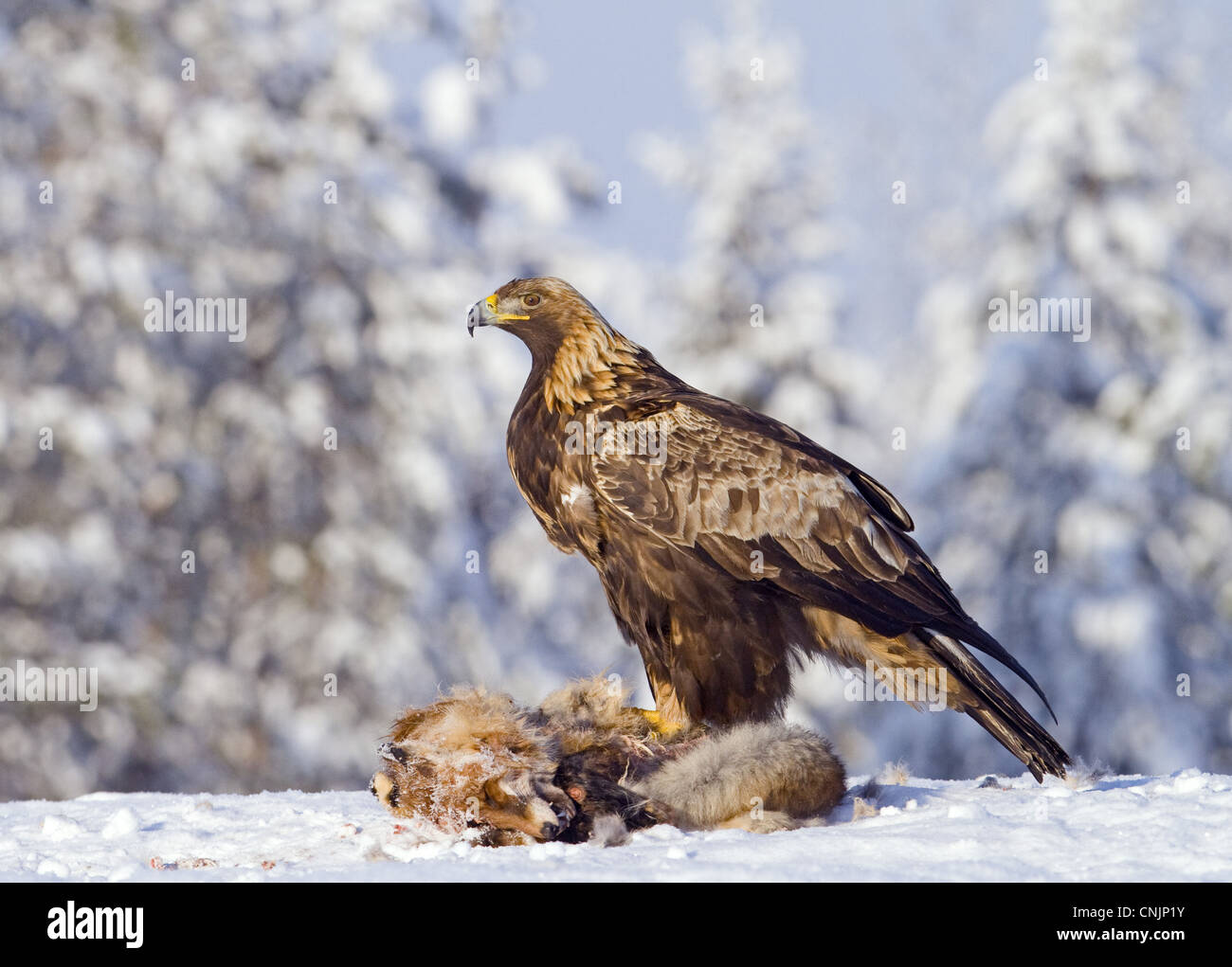 Golden Eagle Aquila Chrysaetos Adult Feeding At Red Fox