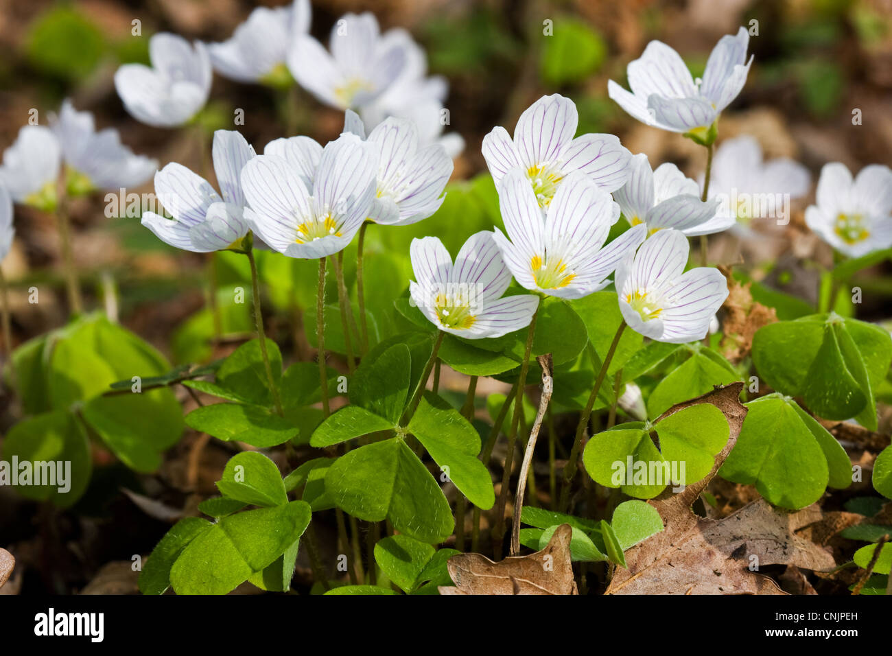 White flowers of Common Wood Sorrel, Oxalis acetosella, a beautiful little forest flower, one of the first flowers in spring Stock Photo