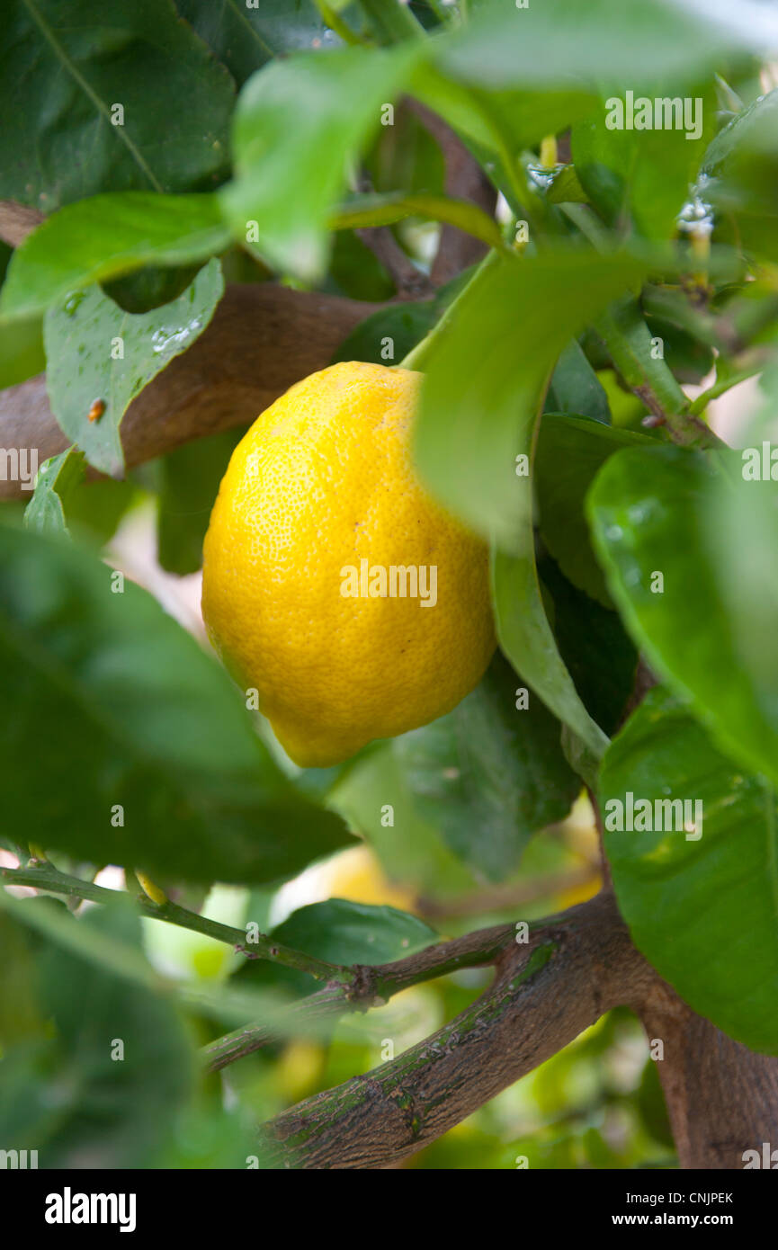 Citrus fruit crops hires stock photography and images Alamy