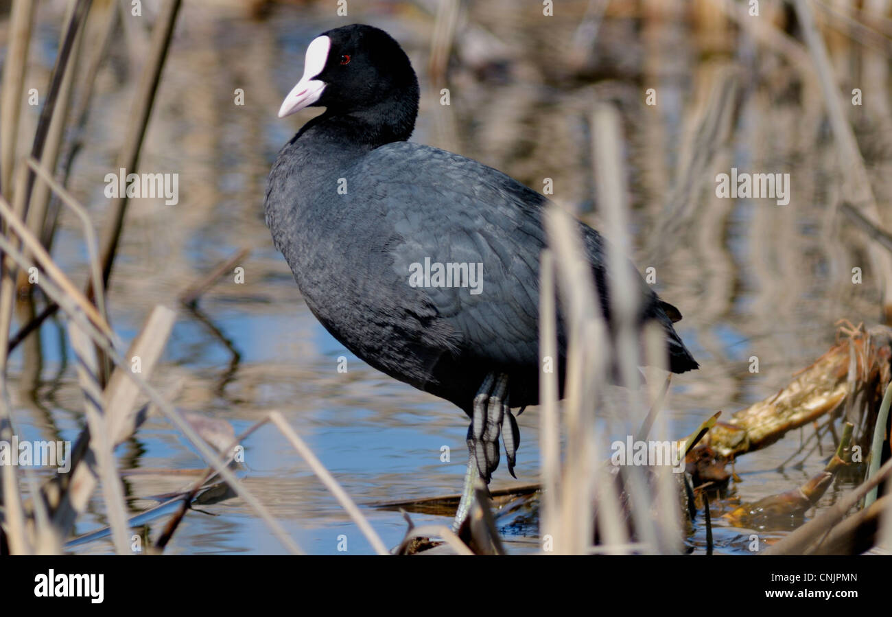 Euroasian coot -Fulica atra in the natural environment Stock Photo