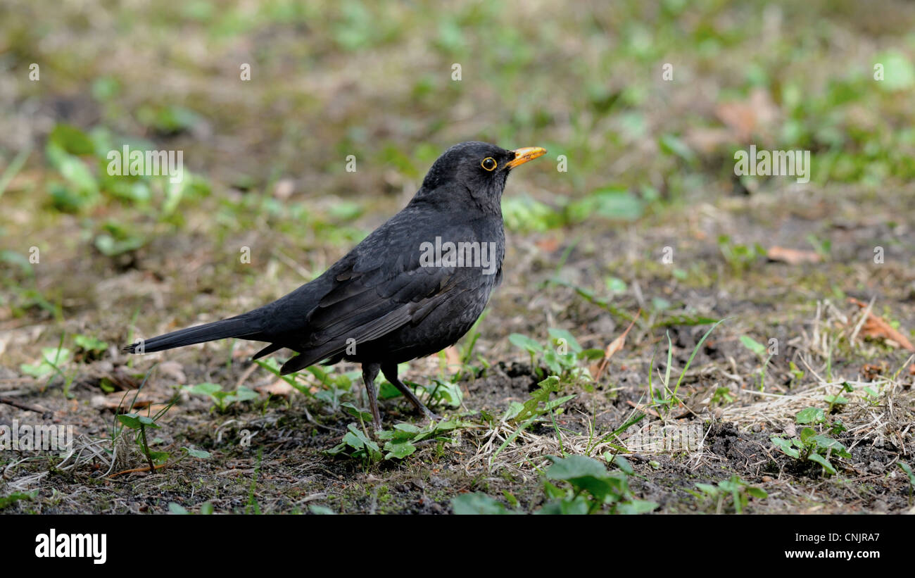 Common Blackbird (Turdus merula) in natural environment Stock Photo - Alamy