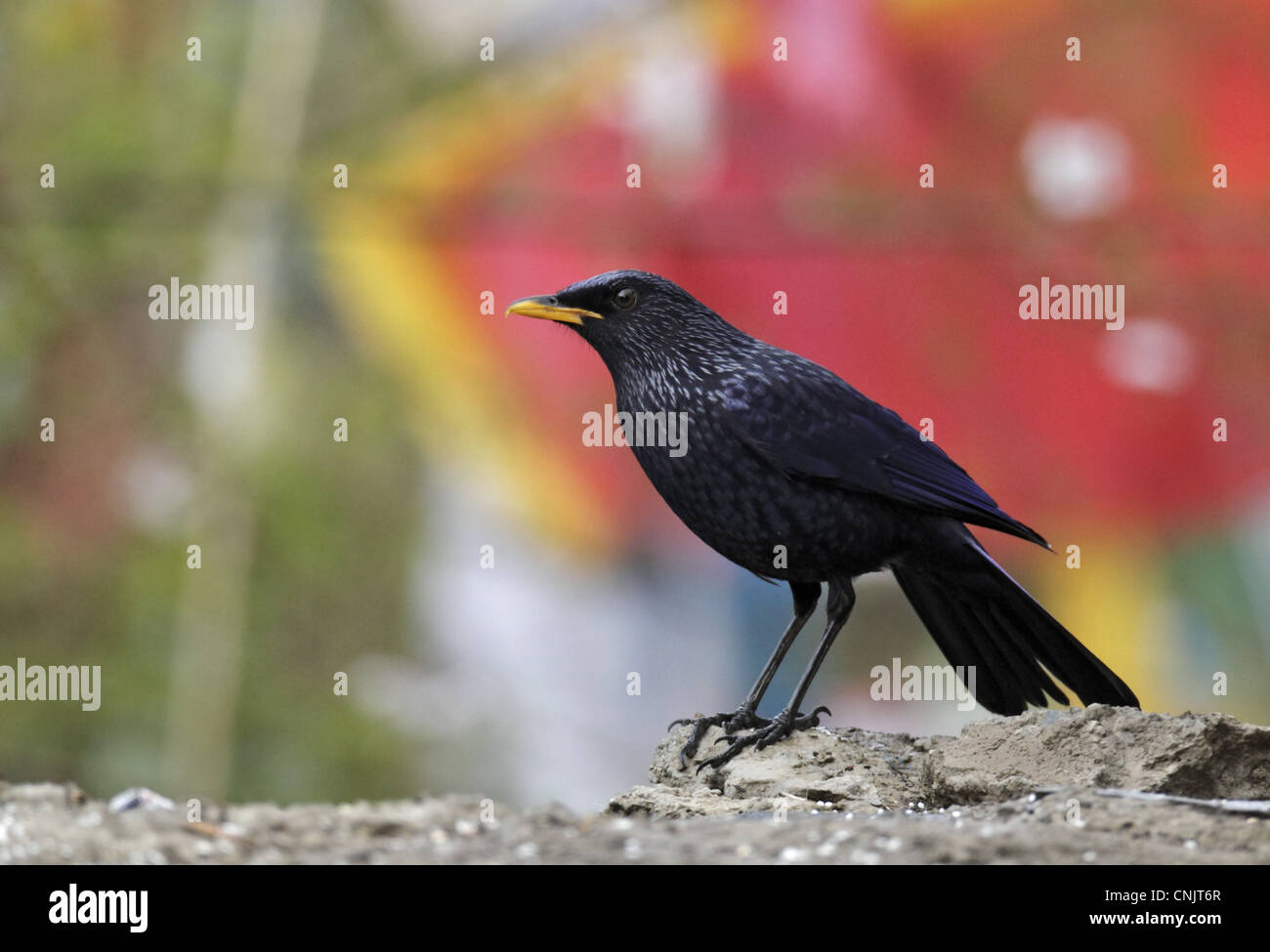 Blue Whistling-thrush (Myiophonus caeruleus) adult, standing with prayer flags in background, Yunnan, China, may Stock Photo