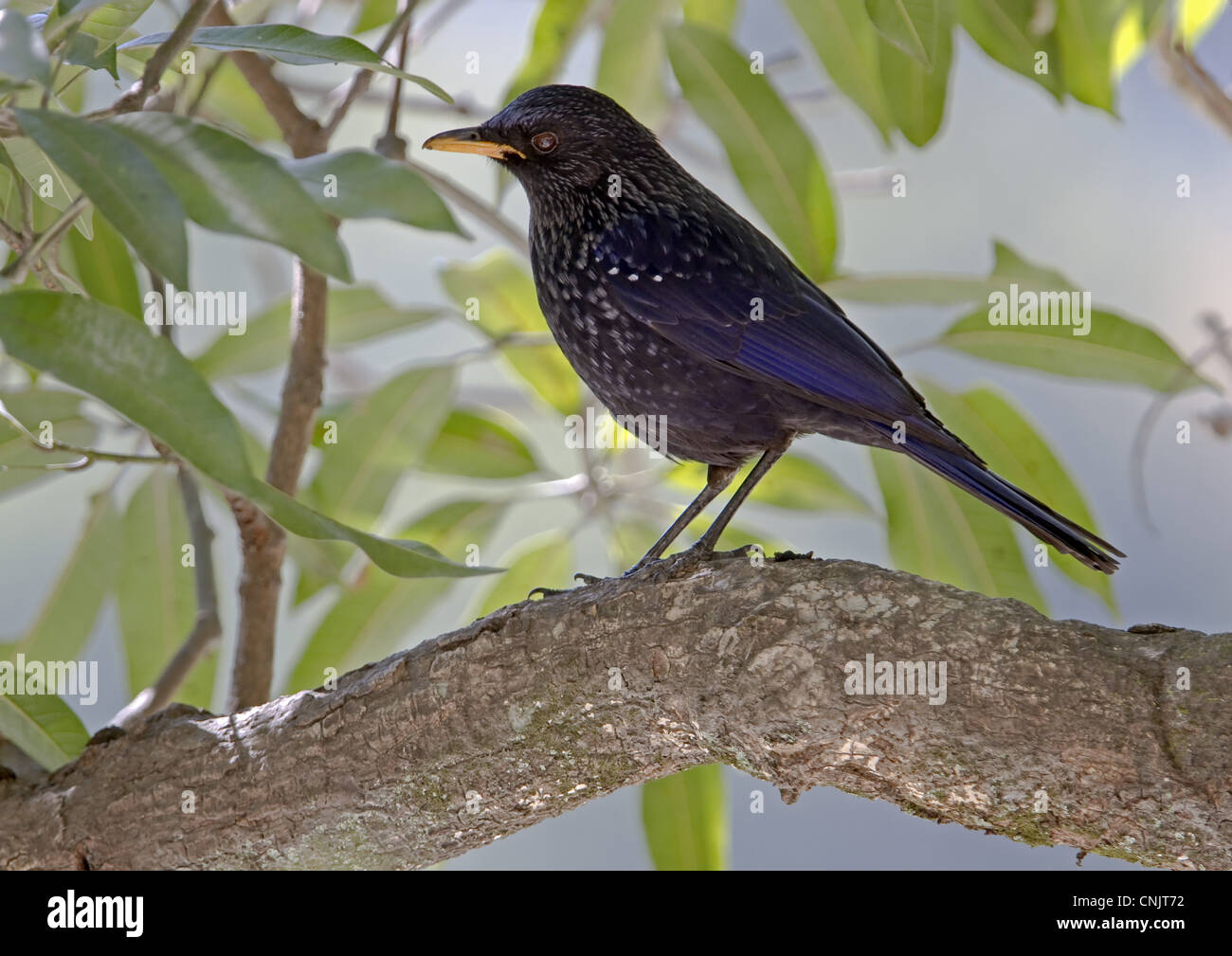 Blue Whistling-thrush (Myiophonus caeruleus) adult, perched on branch, Northern India, january Stock Photo