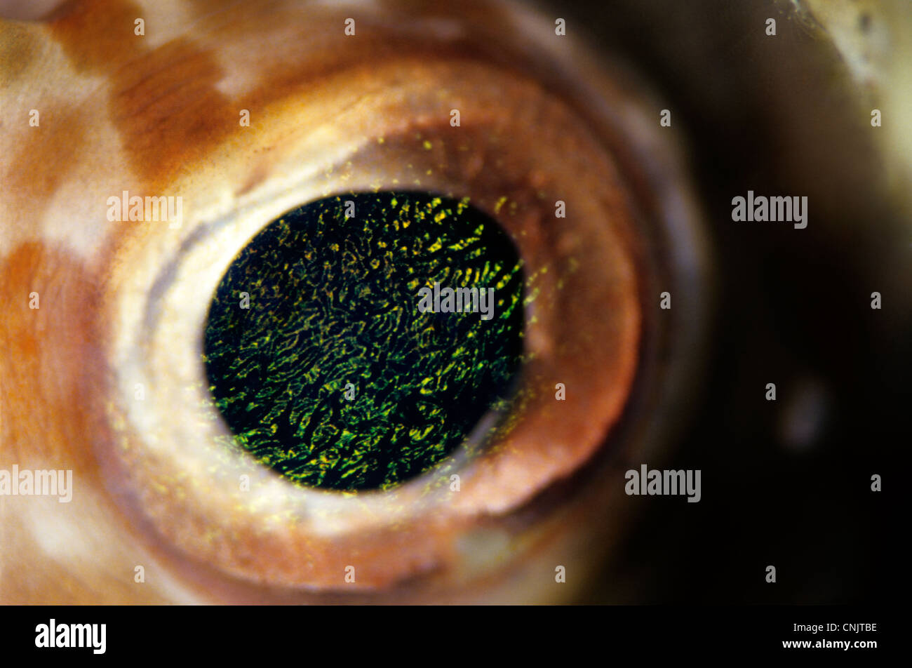 Eye of an orbicular burrfish (Cyclichthys orbicularis). Stock Photo
