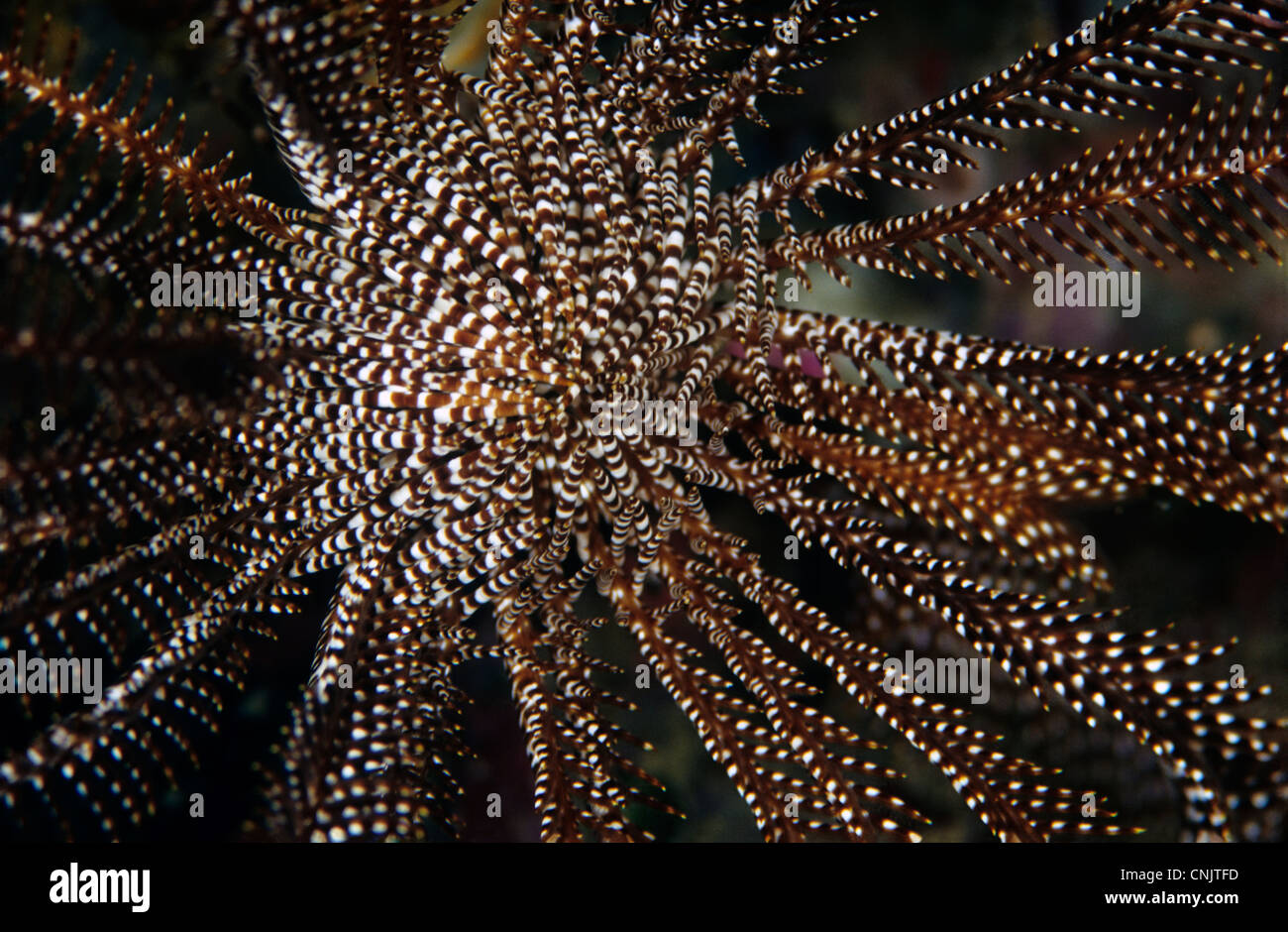 Feather star, Comastheria sp., central disk with mouth opening. Stock Photo