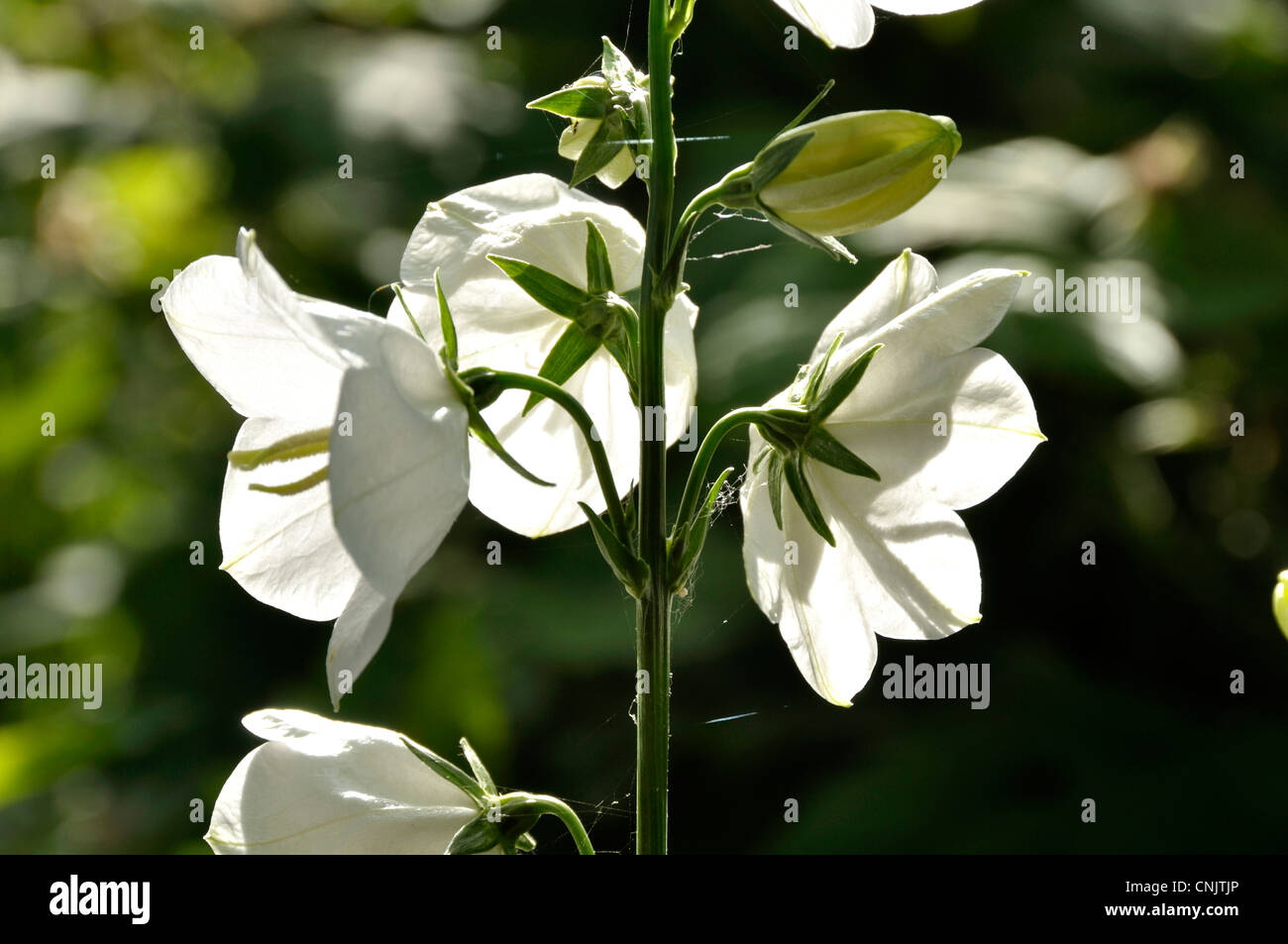 White Peach-leaved Bellflower (Campanula persicifolia). Stock Photo